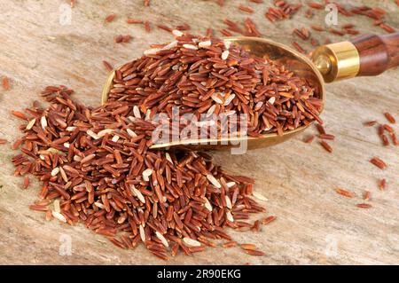 Red wholemeal rice (Oryza sativa), rice grains Stock Photo - Alamy