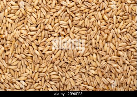 Hulled oats, dried and husked common oat grains, close-up, from above. Avena sativa, a cereal grain, for human consumption, or as livestock feed. Stock Photo