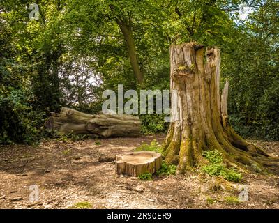 Large old diseased tree in the process of being felled in a UK woodland. Stock Photo