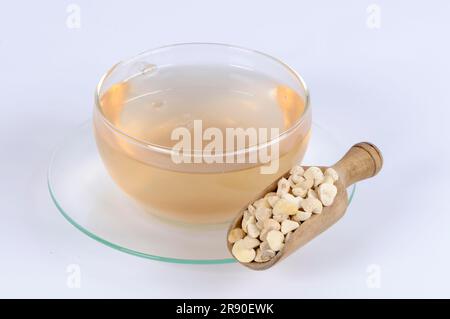 Cup of Pine Tuber Tea (Pinelliae Rhizoma), Ban Xia Stock Photo