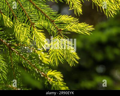 Close-up of backlit fir needles on a fir tree growing in a UK garden. Stock Photo