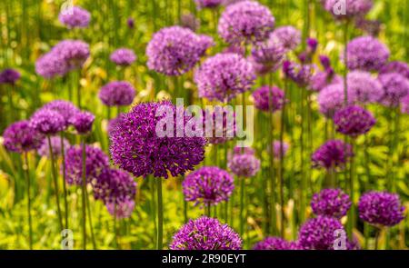 Masses of purple and mauve alliums flowering in a UK garden Stock Photo