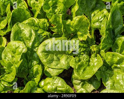 Flat-lay of spinach growing in a UK allotment after being watered. Stock Photo