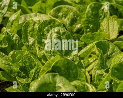 Green lettuce growing in a UK allotment after being watered. Stock Photo