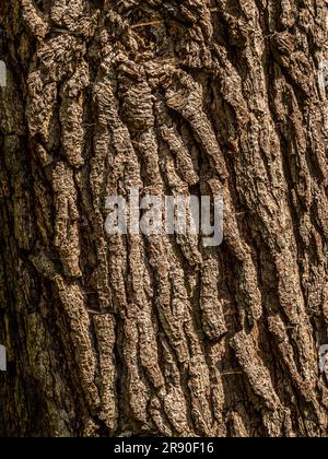 Close-up of the textured bark of a mature tree. Stock Photo