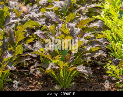 Slug damaged Mizuna 'Red Knight' growing in a UK allotment. Stock Photo