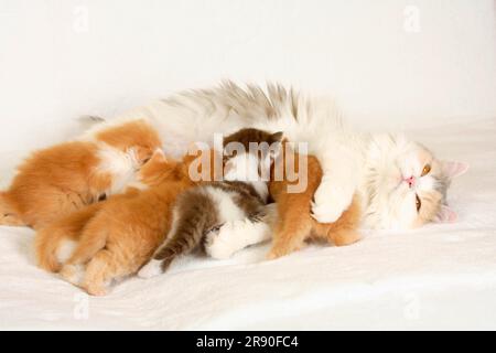 British longhair cat, blue-cream-white, with kittens, 4 weeks, Highlander, Lowlander, Britanica, BLH Stock Photo