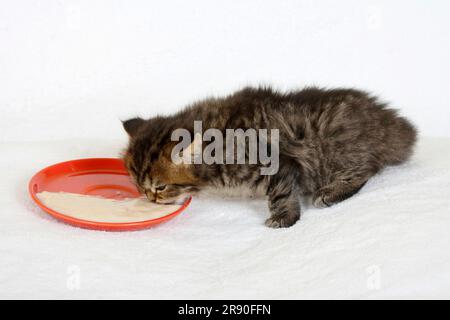 British longhair cat, kitten, 5 weeks, black-tabby, eats porridge from plate, Highlander, Lowlander, Britanica, BLH Stock Photo