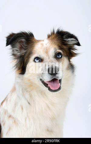 Mixed breed dog (crossbred Border Collie) Stock Photo