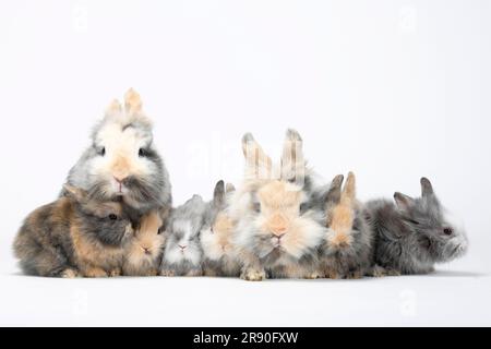 Lions Maine Rabbit Lion's mane dwarf rabbits and kittens, lion's mane dwarf rabbits, lion ...