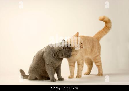 British shorthair cats, Pair, Blue and cream, BKH, British shorthair cat, Carthusian, Carthusian cat, Giving head Stock Photo