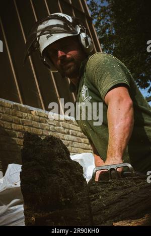 arborist climbing a tree and using a chainsaw. man working in tree. tree surgeon climbing and cutting down tree. arboriculture in action. Stock Photo