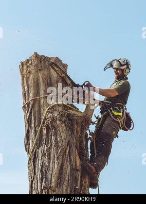 arborist climbing a tree and using a chainsaw. man working in tree. tree surgeon climbing and cutting down tree. arboriculture in action. Stock Photo