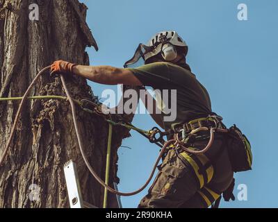 arborist climbing a tree and using a chainsaw. man working in tree. tree surgeon climbing and cutting down tree. arboriculture in action. Stock Photo