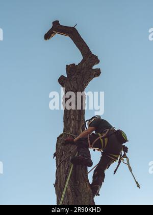 arborist climbing a tree and using a chainsaw. man working in tree. tree surgeon climbing and cutting down tree. arboriculture in action. Stock Photo