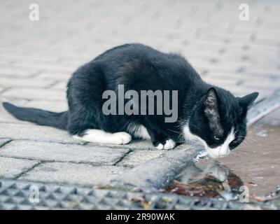 Thirsty toxedo stray cat drinking outdoors in summer. Stock Photo