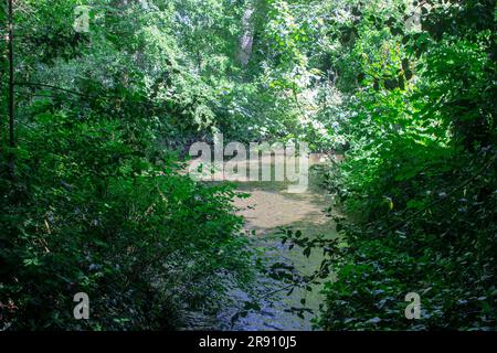 The small river and glen in the grounds of the historic National Trust property,The Vyne, located near Basingstoke in Hampshire. England Stock Photo