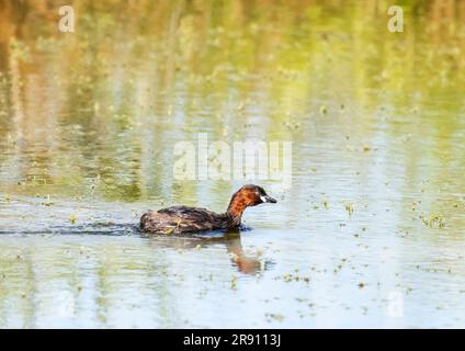 Open cast mine at St Aidens nature reserve Stock Photo - Alamy