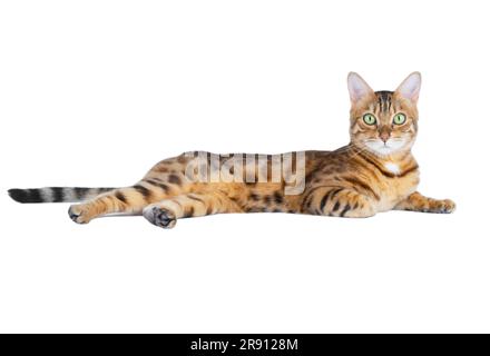 Bengal cat lies on a white background with its front paw bent under itself. The pet looks closely at the camera. Stock Photo