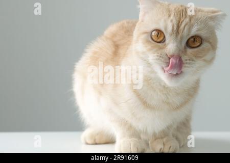 Cute red Scottish fold cat licking lips on gray background. Copy space Stock Photo