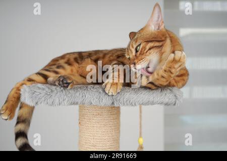 Bengal cat lies on a scratching post and licks its paw. Stock Photo