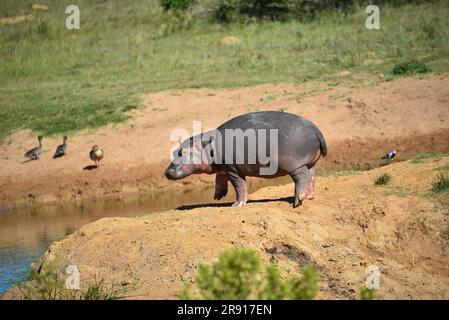 Large format close up of a cute young wild Hippopotamus calf walking on the high bank of a lake.  It's parents were watching from the water. Stock Photo