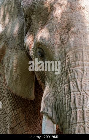 African bush elephant / African savanna elephant (Loxodonta africana) close-up portrait of head Stock Photo