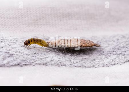 Wall moth larvae, found crawling up walls or clothing, inside a small cocoon, feed on fur (including the wool of clothing), feathers, leather, dead sk Stock Photo