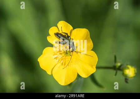 Foraging Swollen-thighed Beetle (Oedemera nobilis) Stock Photo