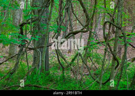 American Bittersweet vice growing in a decdeciduous forest in northeast Pennsylvania, Stock Photo