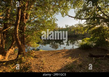 Beautiful views of the nature near the Chamberlain river at a camping spot near the Gibb River Road in Western Australia Stock Photo