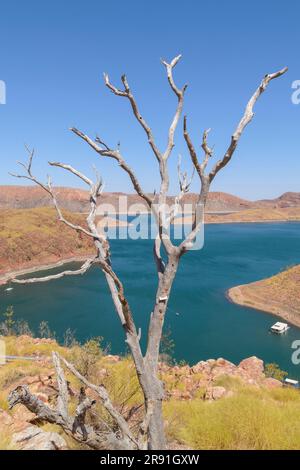 A lone dead tree overlooks Lake Argyle Dam near Kununurra in Western Australia Stock Photo