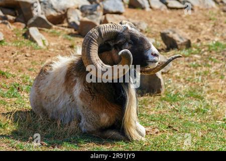 Big horn sheep laying down in some grass with rocky background. There is a shadow to the left. Stock Photo