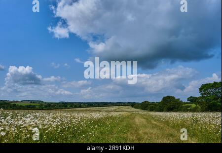 Ox-eye Daisies at Courtyard Farm, near Ringstead, Norfolk Stock Photo