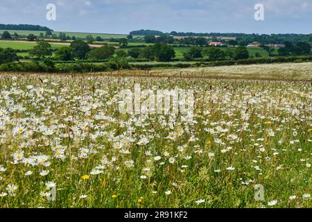 Ox-eye Daisies at Courtyard Farm, near Ringstead, Norfolk Stock Photo