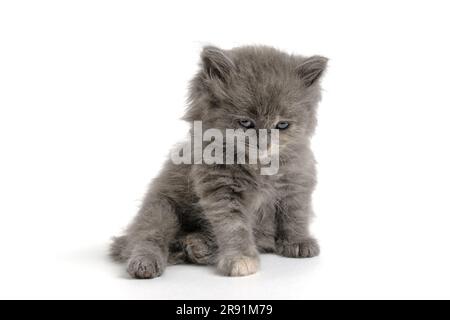 Sitting gray, fluffy kitten on white background Stock Photo