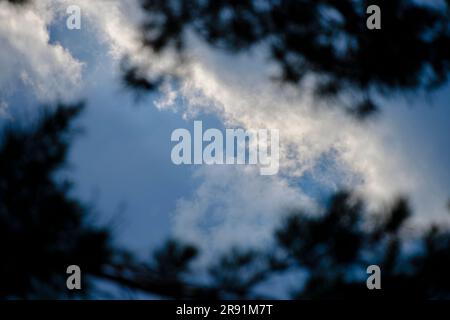 Dark treetops against background white clouds and blue sky Stock Photo