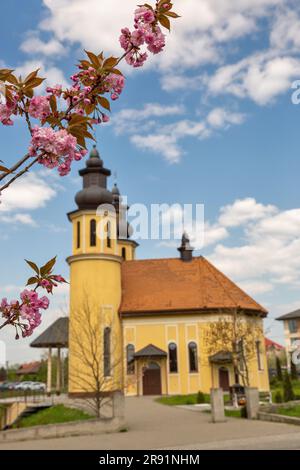 Cherry blossom branch and Church of the Holy Great Martyr George the Victorious in the background. Uzhhorod, Ukraine. Stock Photo