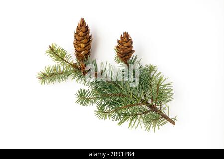 WA24322-00...WASHINGTON - Douglas fir branch. Stock Photo