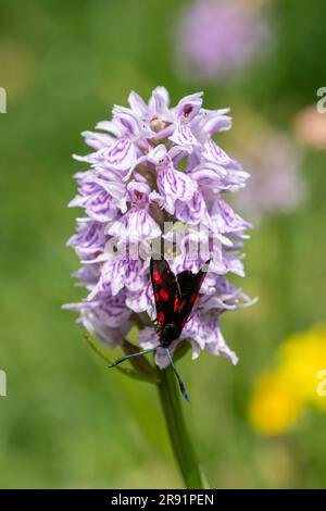 Five-spot burnet moth (Zygaena trifolii) on a common spotted orchid (Dactylorhiza fuchsii), Hampshire, England, UK, during June Stock Photo