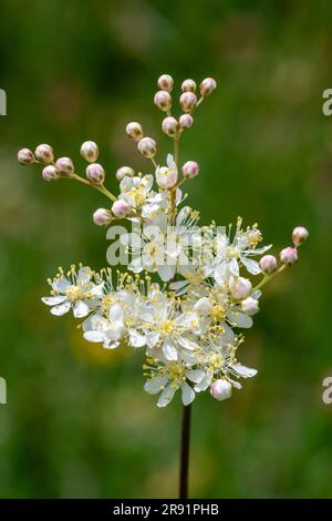 Filipendula vulgaris, commonly known as dropwort or fern-leaf dropwort, wildflower on chalk grassland flowering in June, Hampshire, England, UK Stock Photo