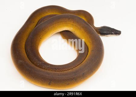 Gold Albertisi, white lipped python snake (Leiopython albertisi) isolated on white background Stock Photo