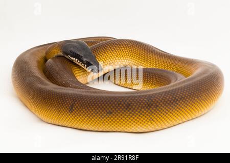 Gold Albertisi, white lipped python snake (Leiopython albertisi) isolated on white background Stock Photo