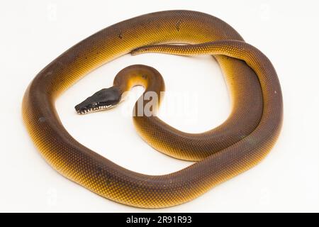 Gold Albertisi, white lipped python snake (Leiopython albertisi) isolated on white background Stock Photo