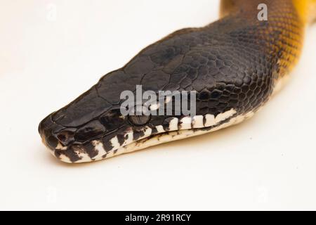 Gold Albertisi, white lipped python snake (Leiopython albertisi) isolated on white background Stock Photo