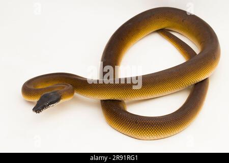 Gold Albertisi, white lipped python snake (Leiopython albertisi) isolated on white background Stock Photo