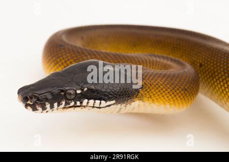 Gold Albertisi, white lipped python snake (Leiopython albertisi) isolated on white background Stock Photo