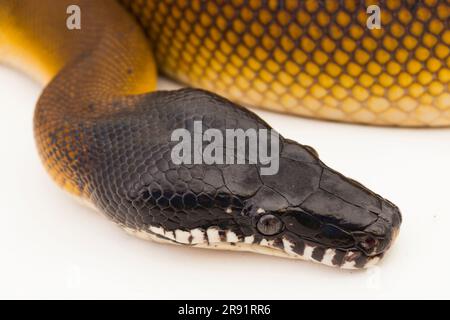Gold Albertisi, white lipped python snake (Leiopython albertisi) isolated on white background Stock Photo