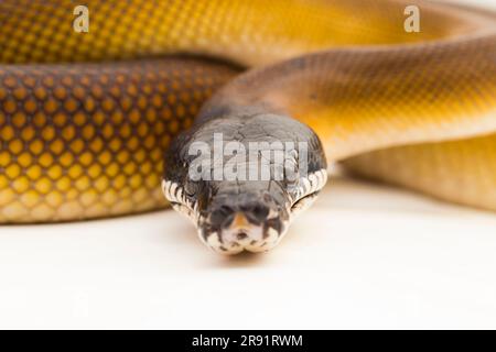 Gold Albertisi, white lipped python snake (Leiopython albertisi) isolated on white background Stock Photo