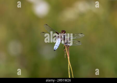 A close up macro image of a male, Broad bodied chaser (Libellula depressa) dragonfly perching with a clean, green, blurred background. Stock Photo